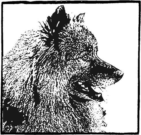 SpitzeSpitze